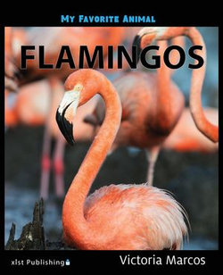 My Favorite Animal: Flamingos