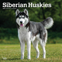 Siberian Huskies 2025 12 X 24 Inch Monthly Square Wall Calendar Plastic-Free