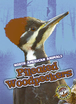 Pileated Woodpeckers