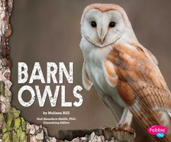 Barn Owls