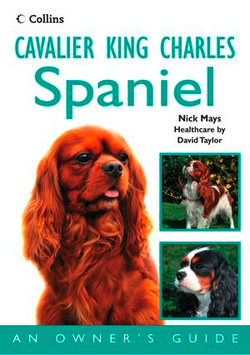 Cavalier King Charles Spaniel: An Owner’s Guide