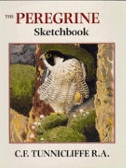 The Peregrine Sketchbook