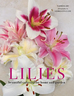 Lilies