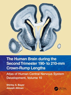 The Human Brain during the Second Trimester 190- to 210-mm Crown-Rump Lengths