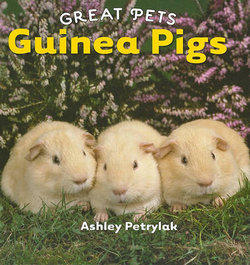 Guinea Pigs