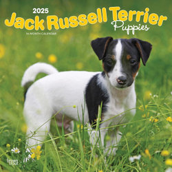 Jack Russell Terrier Puppies 2025 12 X 24 Inch Monthly Square Wall Calendar Plastic-Free