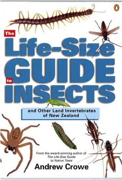 The Life-Size Guide to Insects