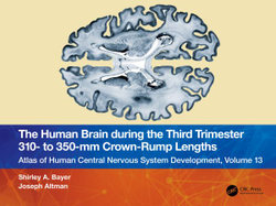 The Human Brain during the Third Trimester 310- to 350-mm Crown-Rump Lengths