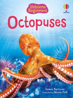 Beginners Octopuses