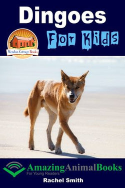 Dingoes For Kids