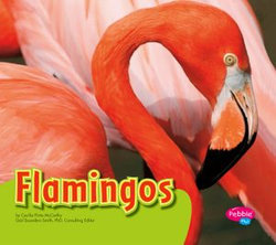 Flamingos