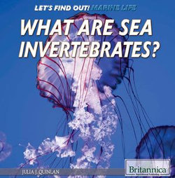 What Are Sea Invertebrates?