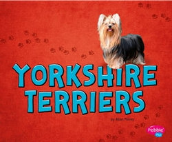 Yorkshire Terriers