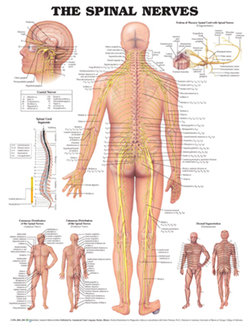 The Spinal Nerves Anatomical Chart