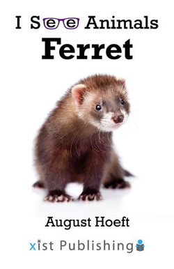 Ferret