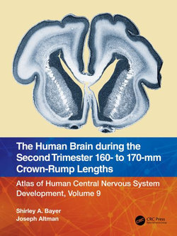 The Human Brain during the Second Trimester 160- to 170-mm Crown-Rump Lengths