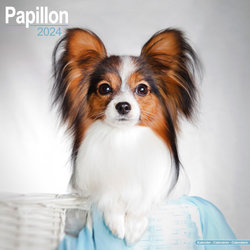 Papillon Calendar 2024 Square Dog Breed Wall Calendar - 16 Month