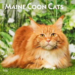 Maine Coon Cats 2025 12 X 24 Inch Monthly Square Wall Calendar Plastic-Free