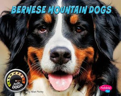 Bernese Mountain Dogs