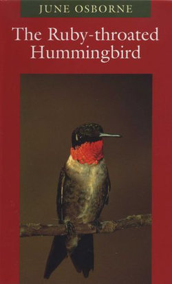 The Ruby-throated Hummingbird