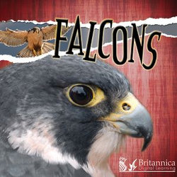 Falcons