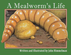 A Mealworm's Life