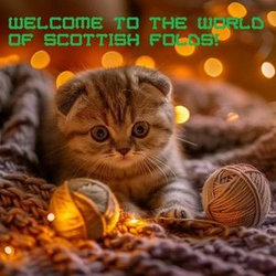 Welcome to the world of Scottish Folds!