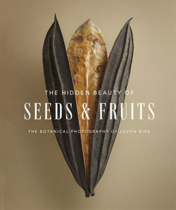 The Hidden Beauty of Seeds and Fruits