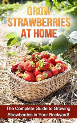 Grow Strawberries at Home