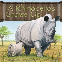 A Rhinoceros Grows Up