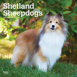 Shetland Sheepdogs 2025 12 X 24 Inch Monthly Square Wall Calendar Plastic-Free