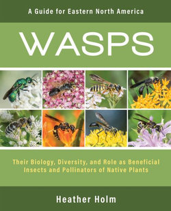 Wasps