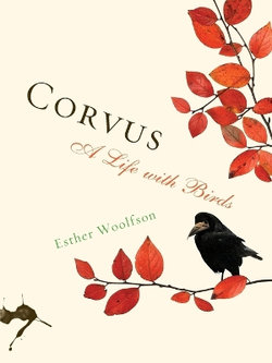 Corvus