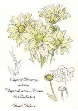 Original Drawings Including Chrysanthemums, Freesias and Rudbeckias