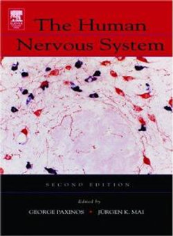 The Human Nervous System