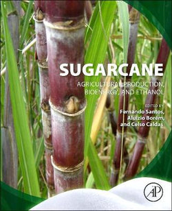 Sugarcane