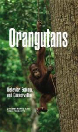 Orangutans