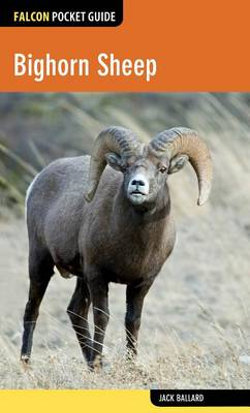 Bighorn Sheep