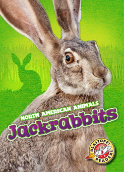 Jackrabbits