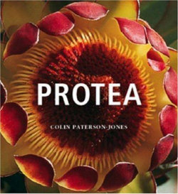 Protea