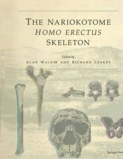 The Nariokotome Homo Erectus Skeleton