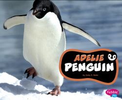 Adélie Penguins