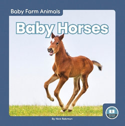 Baby Horses