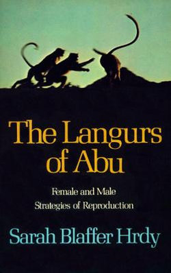 The Langurs of Abu