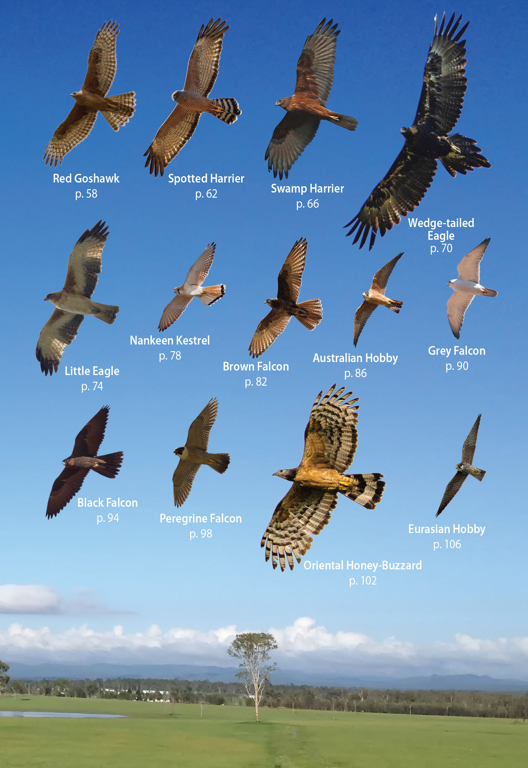 australian-birds-of-prey-in-flight-angus-robertson