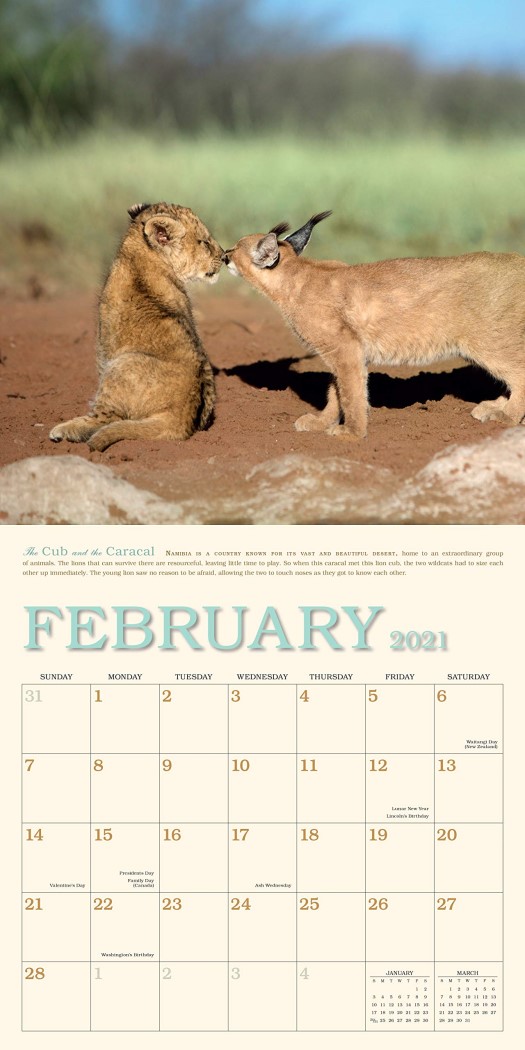 2021 Unlikely Friendships Wall Calendar Angus & Robertson