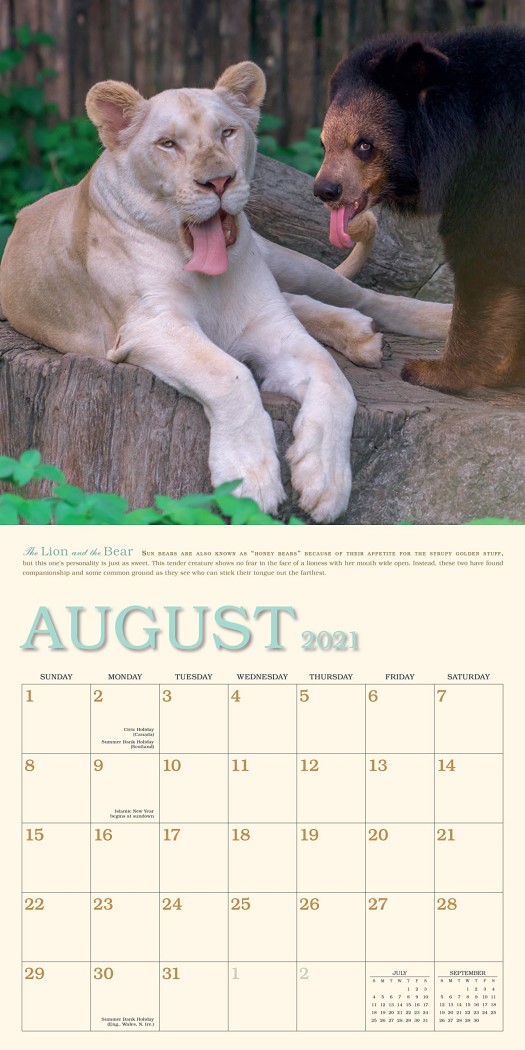 2021 Unlikely Friendships Wall Calendar Angus & Robertson