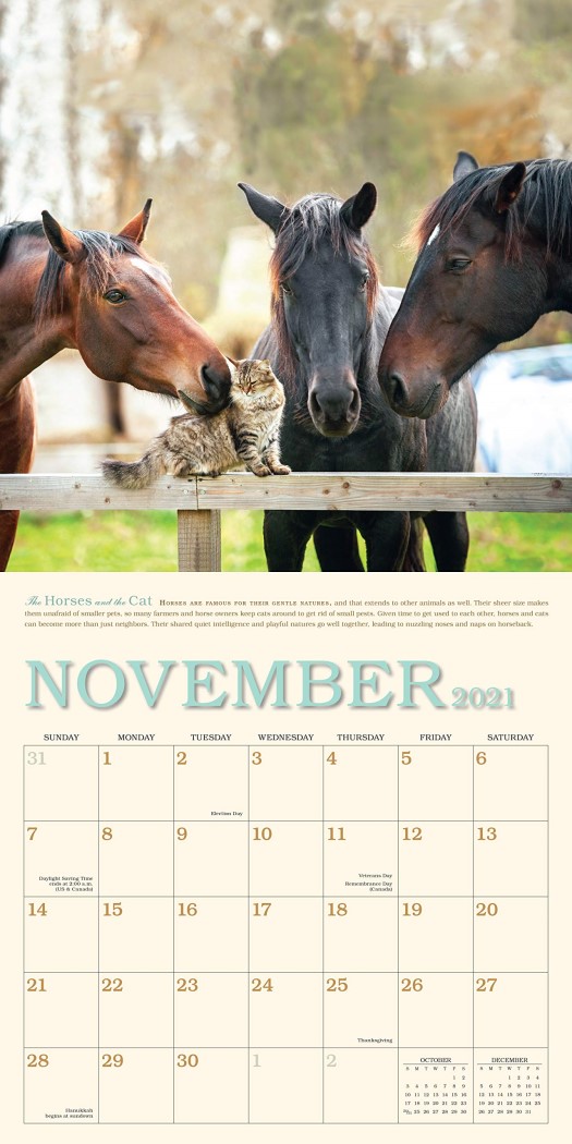 2021 Unlikely Friendships Wall Calendar Angus & Robertson